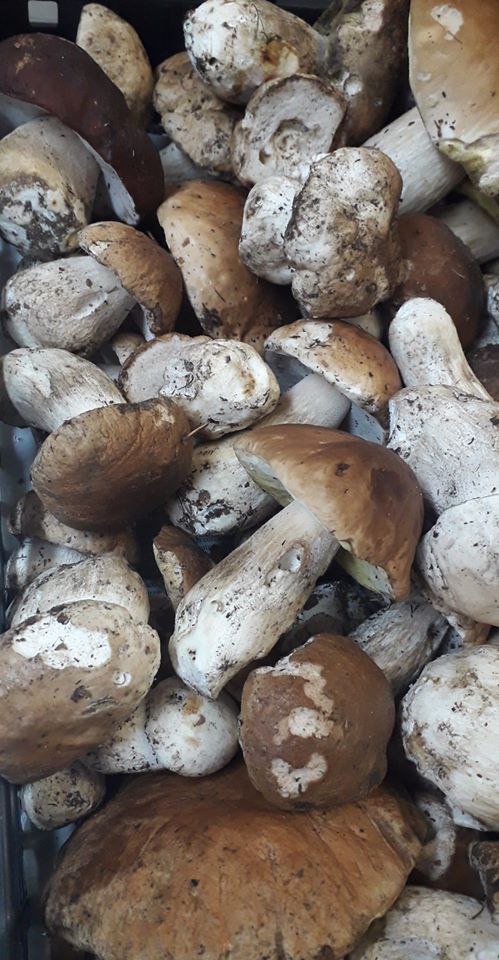 I nostri bei funghi...
